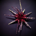 Prionocidaris baculosa - Pencil sea urchin