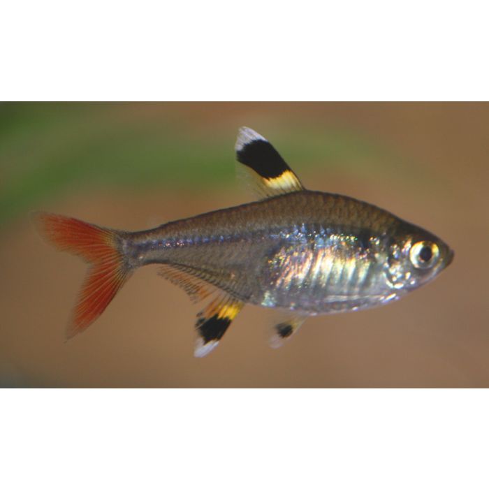 Pristella Maxillaris