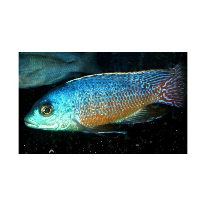 Protomelas Teaniolatus Red Empress