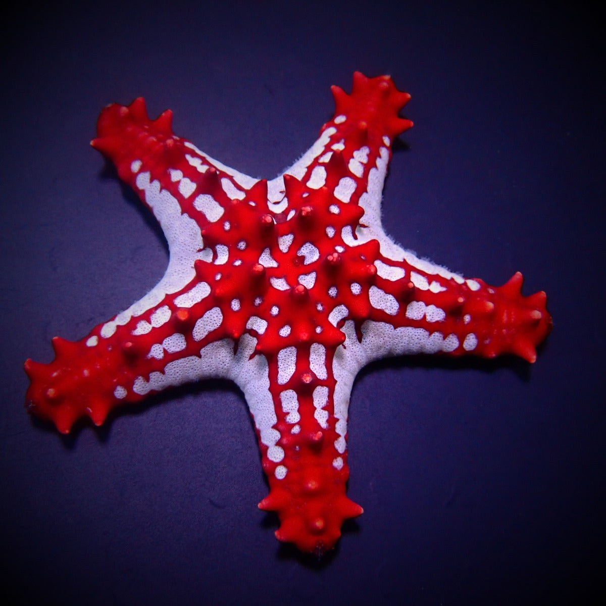 Protoreaster linckii - Red knobbed starfish