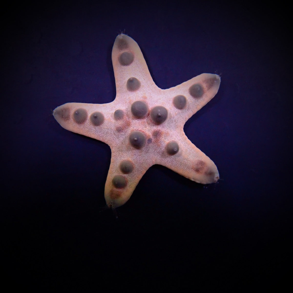 Protoreaster nodosus - Chocolate chip star