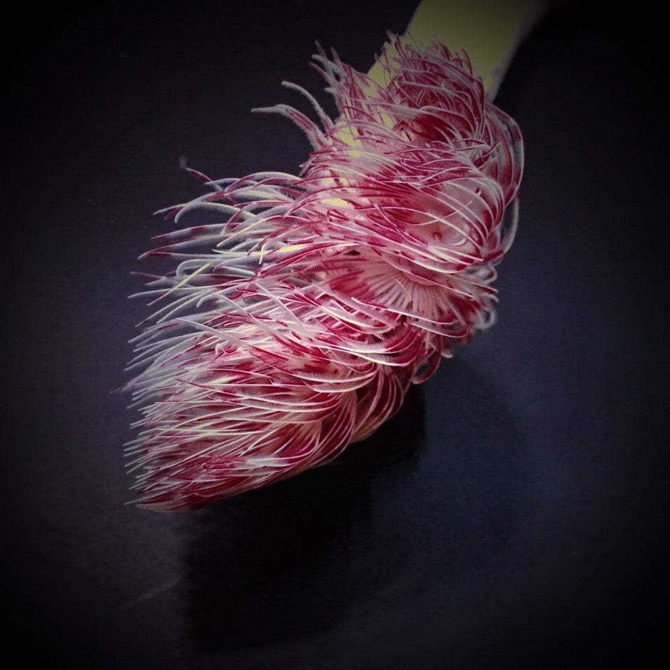 Protula bispiralis (Red/White) - Hard tubeworm (Red/White)