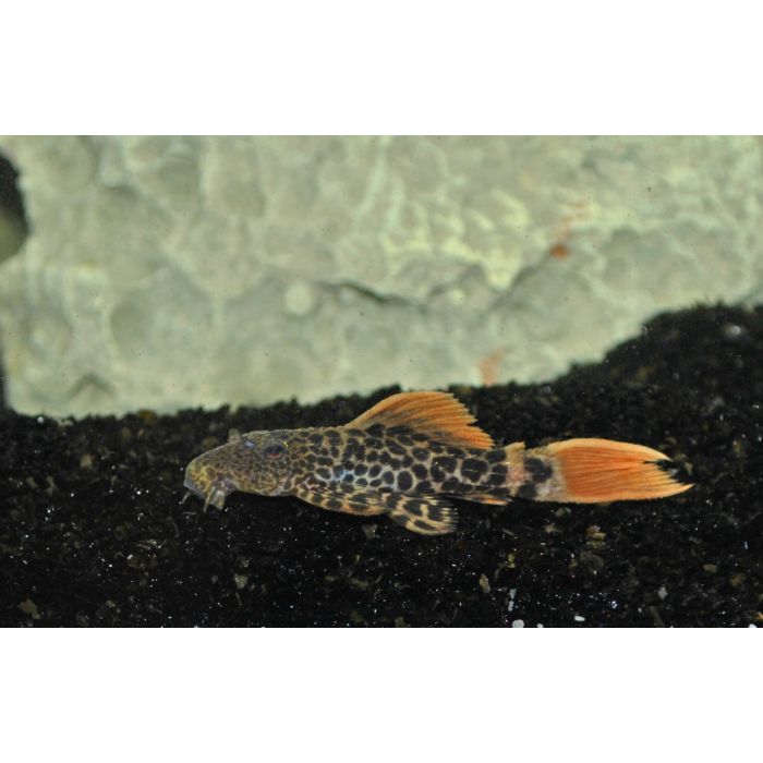 Pseudacanthicus Leopardus L600