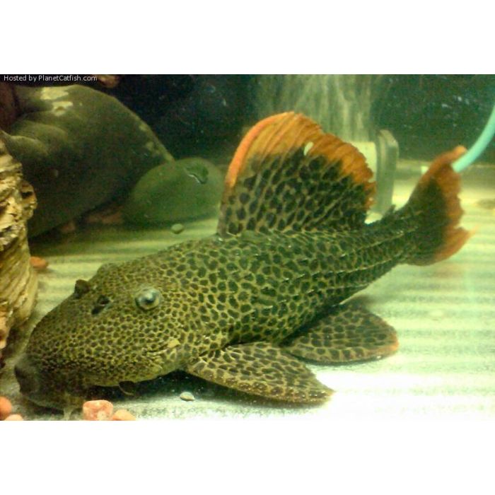 Pseudacanthicus Leopardus L600