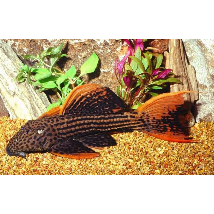 Pseudacanthicus Pirarara L025