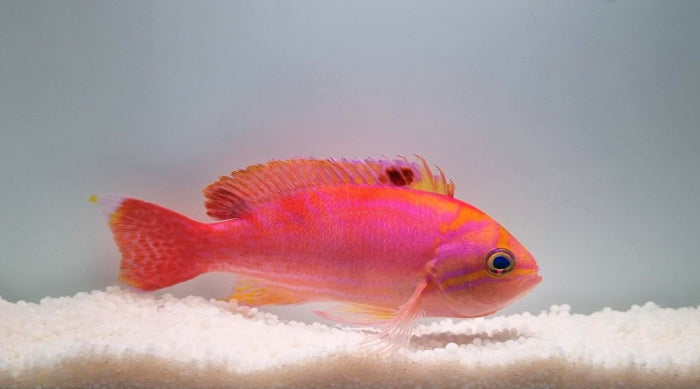 Pseudanthias bimaculatus