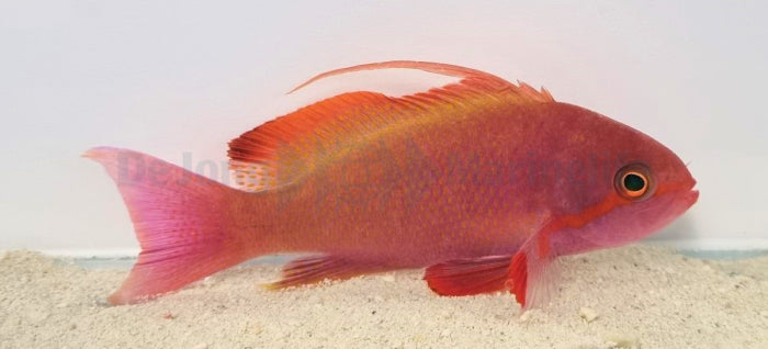 Pseudanthias cheirospilos