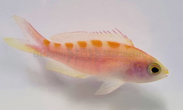 Pyronotanthias flavoguttatus