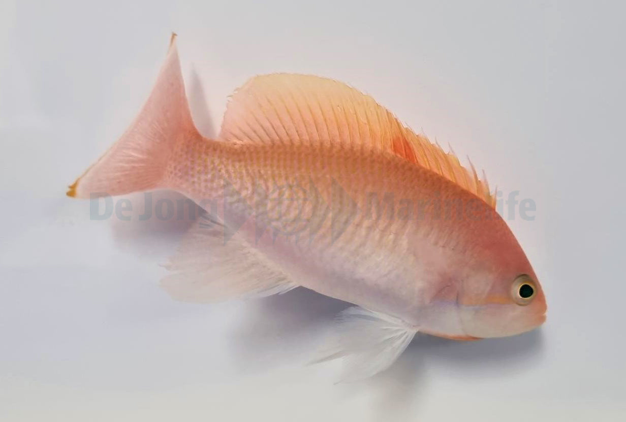 Pseudanthias hypselosoma