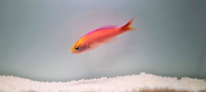 Pseudanthias parvirostris