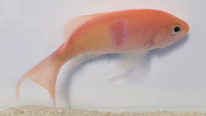 Pseudanthias rubrizonatus