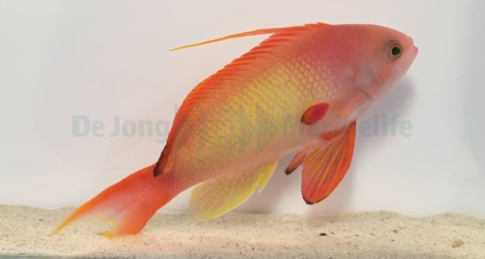 Pseudanthias squamipinnis - Rode Vlagbaars