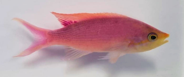 Pseudanthias tuka - Purper Vlagbaars