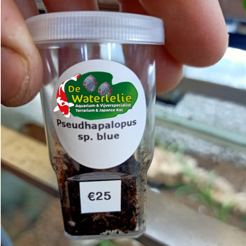 Pseudhapalopus Sp. Blue - Sling