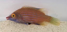 Pseudocheilinops ataenia - Pink Streaked Wrasse