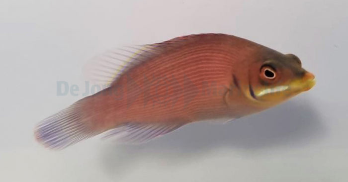 Pseudocheilinus evanidus - Witbaard Dwerglipvis