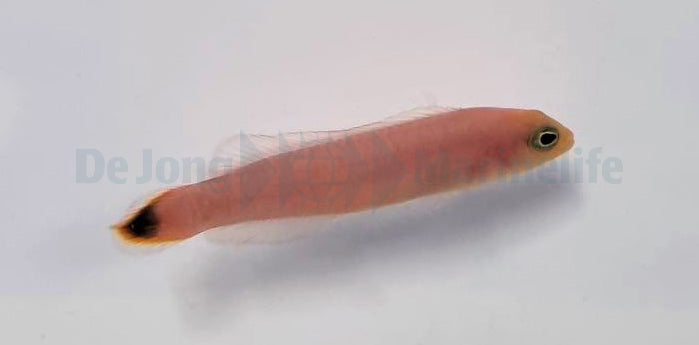 Pseudochromis elongatus - Red elongated dottyback