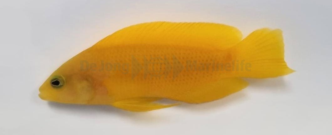 Pseudochromis fuscus - Bruine Dottyback
