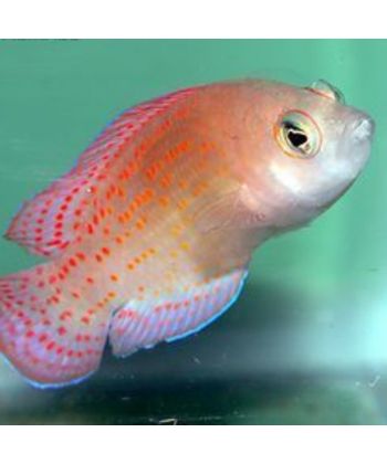 Pholidochromis cerasina - Kersen dottyback