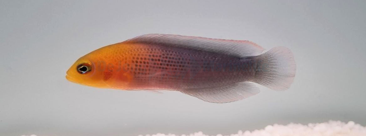 Pseudochromis dilectus - Dilectis Dottyback