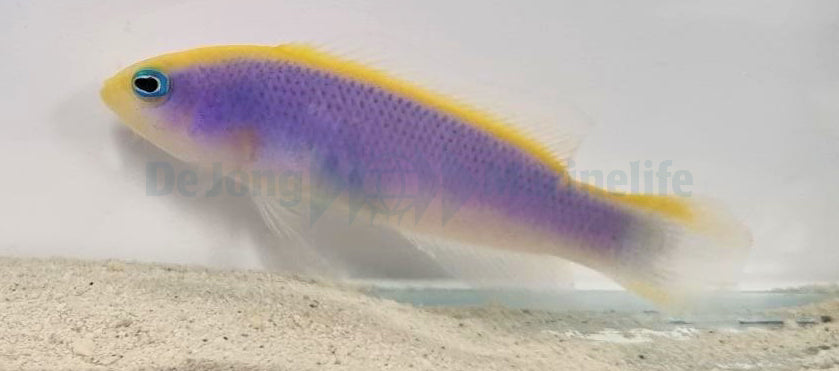 Pseudochromis flavivertex - Gele dwergbaas