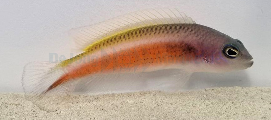 Pseudochromis tonozukai