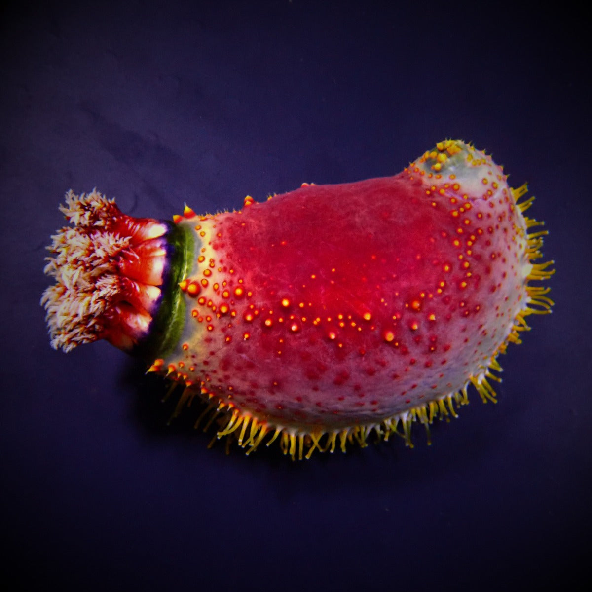Pseudocolochirus violaceus (Indonesia) - Sea Apple