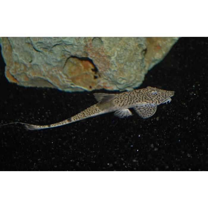 Pseudohemiodon Sp. Marbled / Kameleon Zweepstaart Marbled