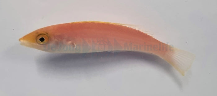 Pseudojuloides severnsi - Severinsi Lipvis