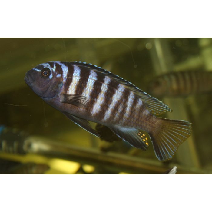 Pseudotropheus Elongatus Likoma