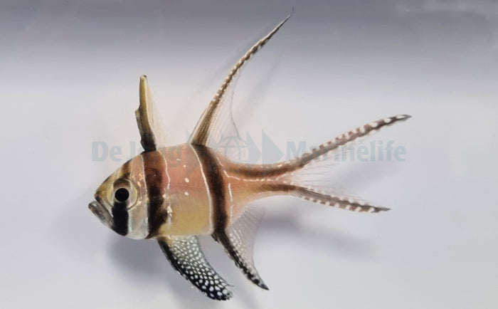 Pterapogon kauderni - Juweel kardinaalbaars