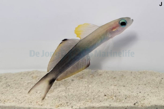 Ptereleotris evides - Blackfin dartfish