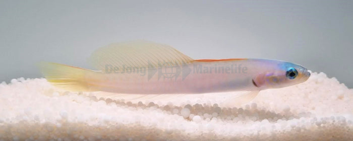 Ptereleotris microlepis - Blue gudgeon