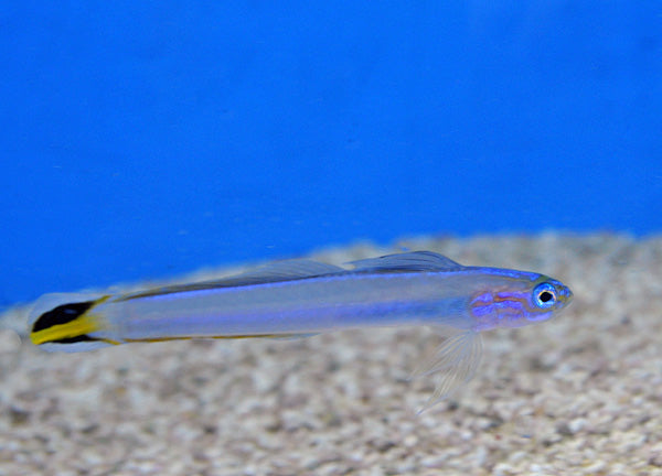 Ptereleotris uroditaenia - Flagtail dartfish