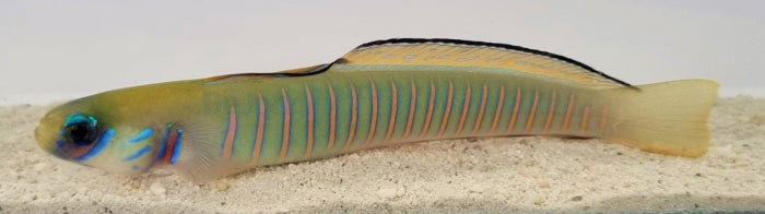 Ptereleotris zebra - Chinese zebra goby