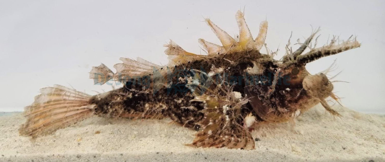 Pteroidichthys amboinensis - Ambon Schorpioenvis