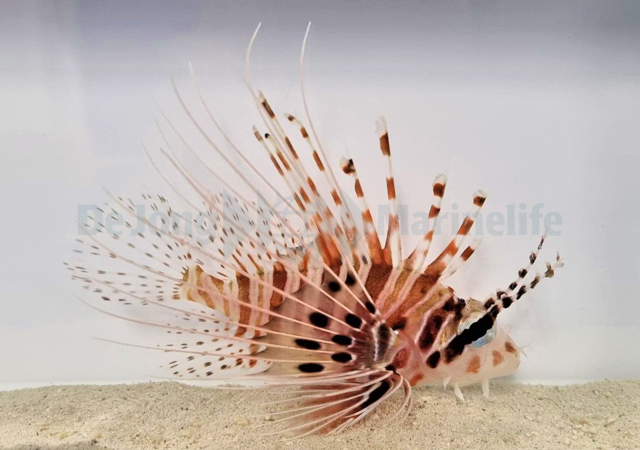 Pterois antennata - Rode Koraalduivel