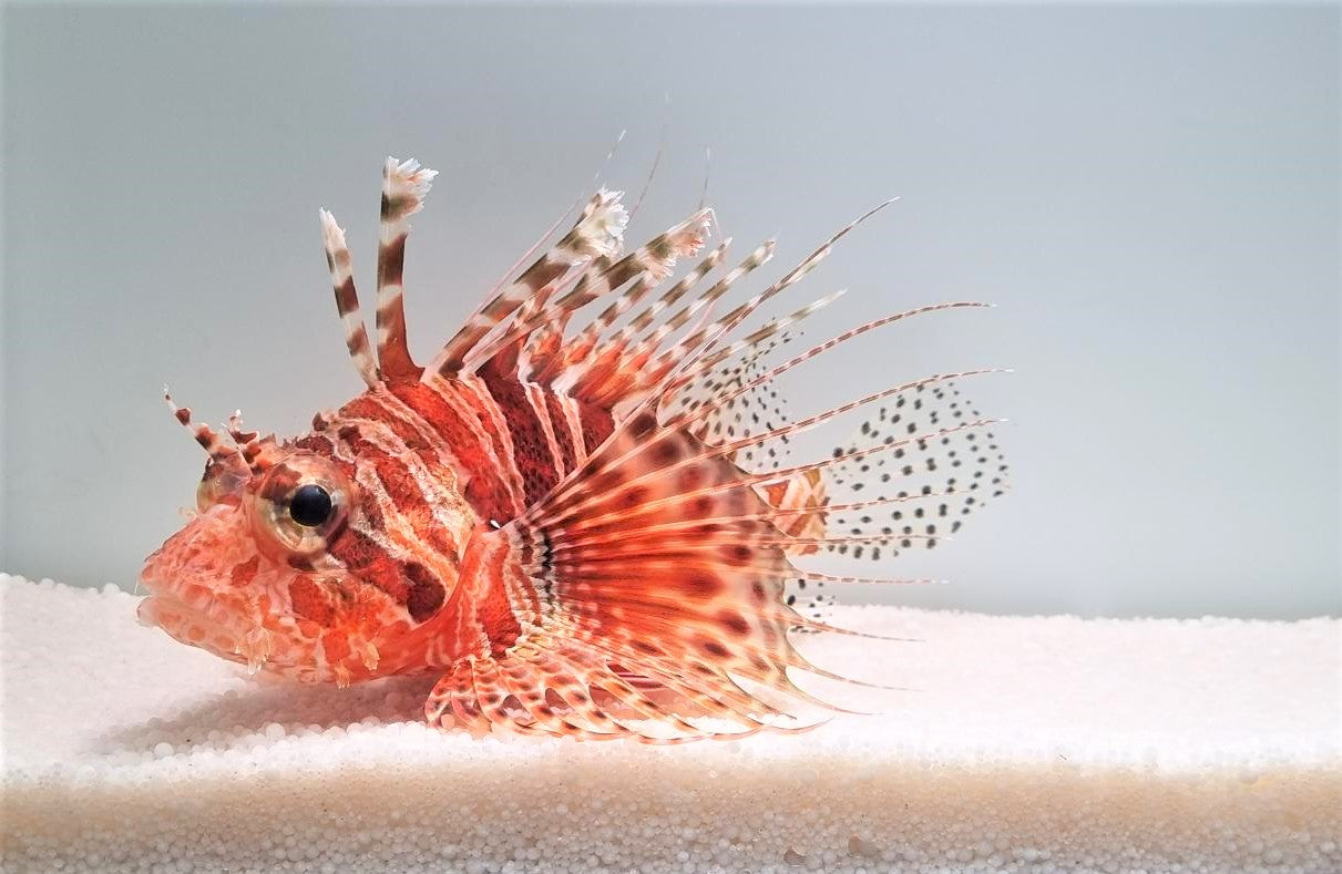 Pterois mombasae - Frillfin turkeyfish