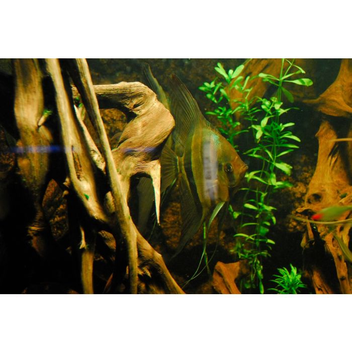 Pterophyllum altum peruensis Altum Maanvis