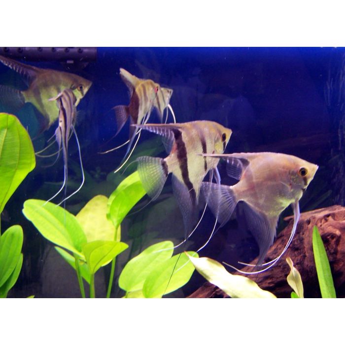 Pterophyllum scalare Maanvis Blank