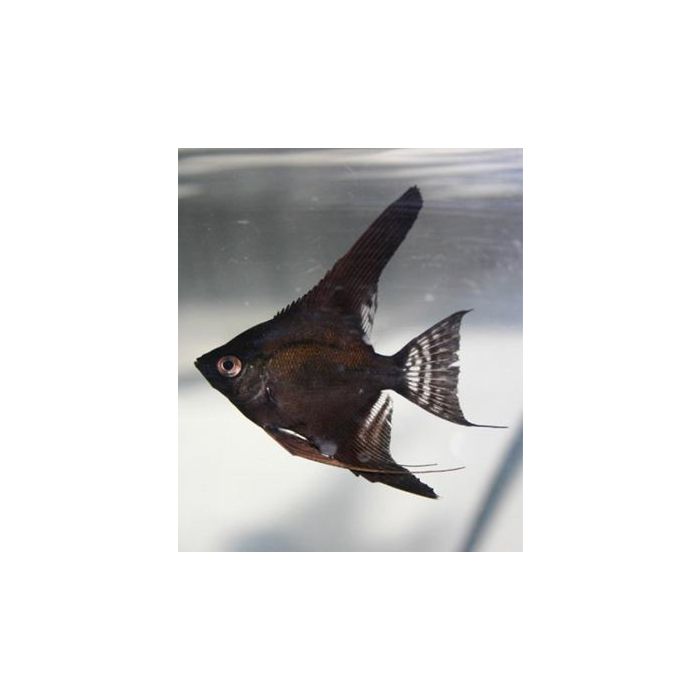 Pterophyllum scalare Maanvis Zwart