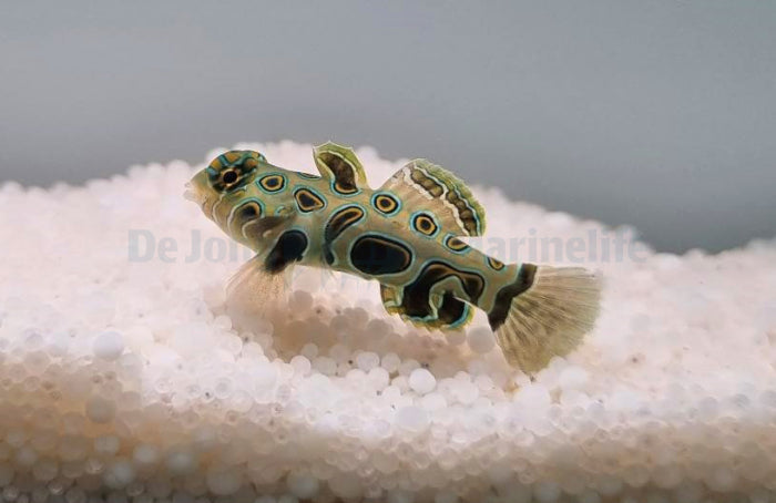 Pterosynchiropus picturatus - LSD Pitvis