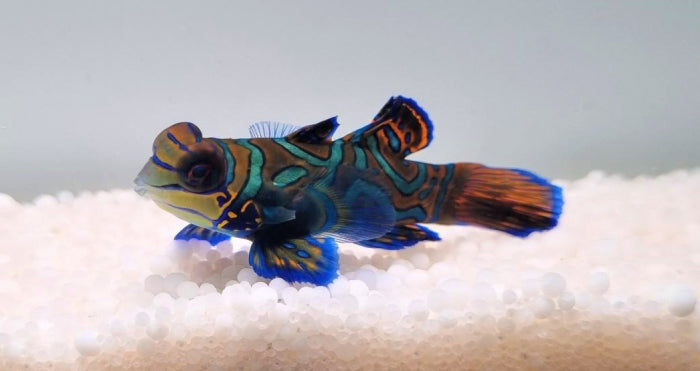 Pterosynchiropus Splendidus (Blauw)