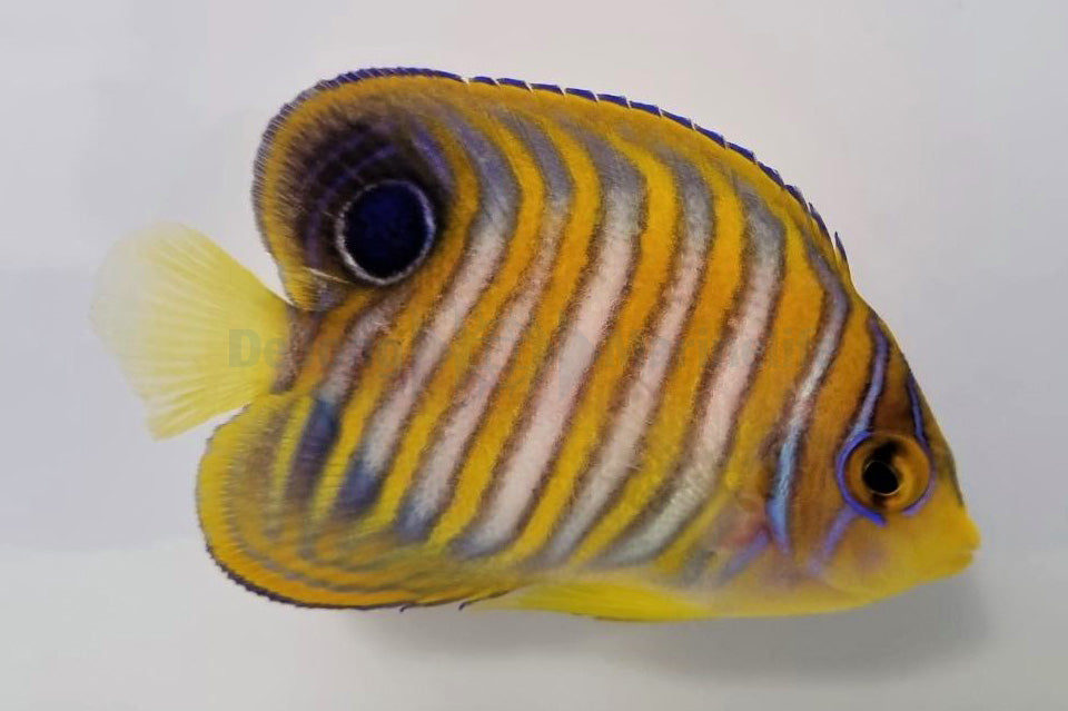 Pygoplites diacanthus (Pacific) - Regal angelfish