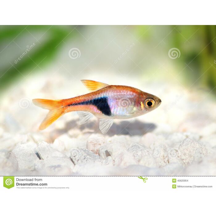 Kegelvlek Rasbora