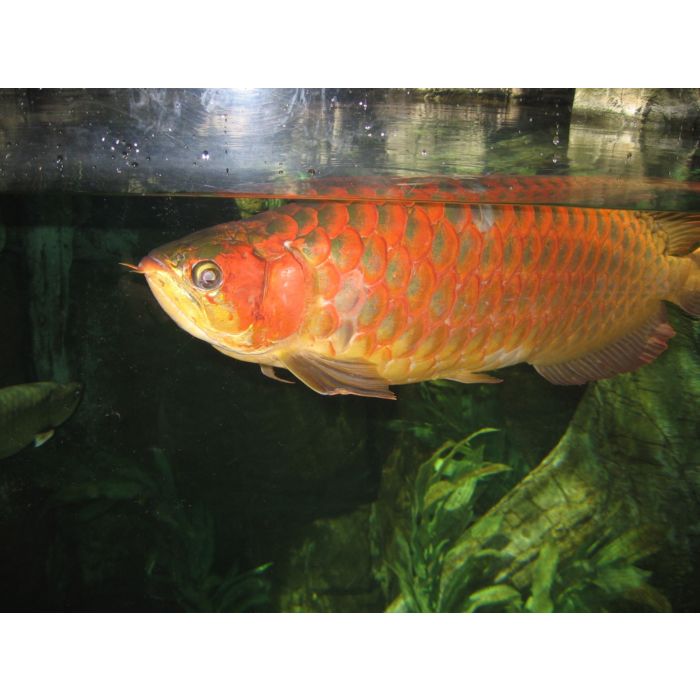 Scleropagus Formosus Banjar Red