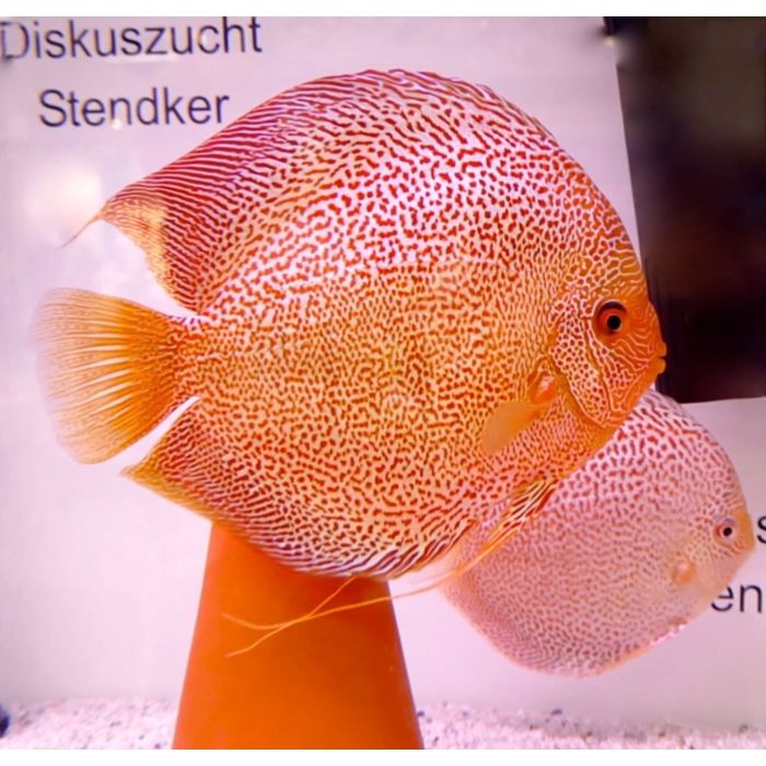 Stendker Red Leopard Diskusfisch