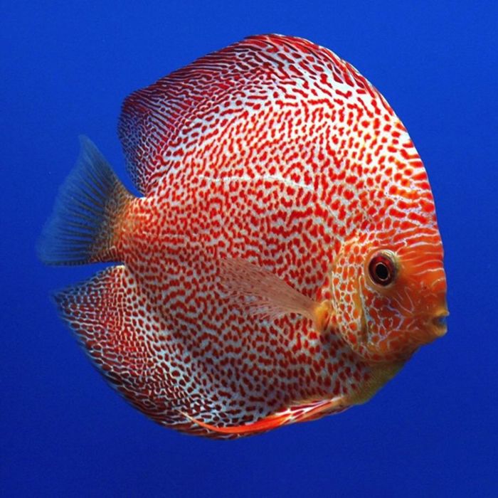 Stendker Red Leopard Discusvis