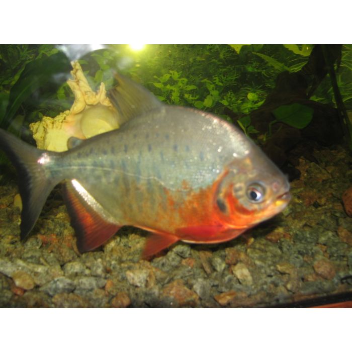Colossoma Brachypomus / Silber Pacu Kolumbien