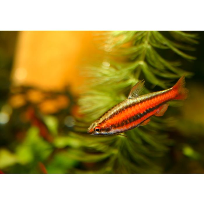 Nannostomus Mortenthaleri / Dwergpotloodvisje